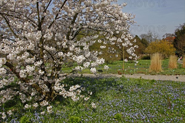 Tree blossom