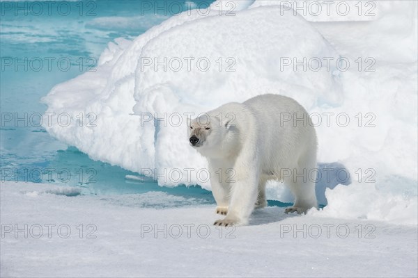 Polar bear