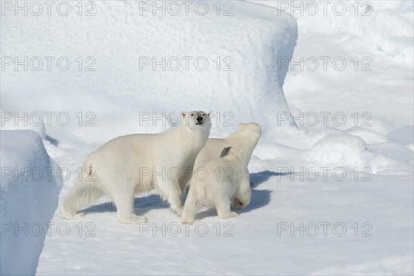 Polar bear