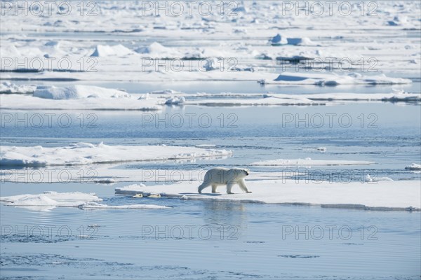 Polar bear