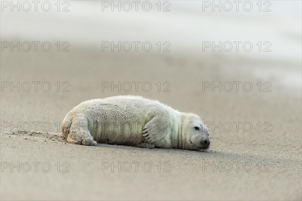 Grey Seal