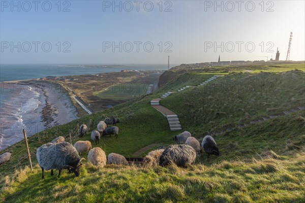 Heath sheep grazing Oberland