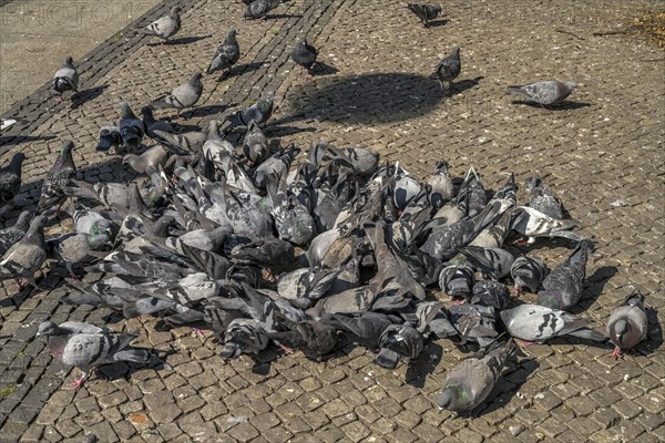 Pigeons