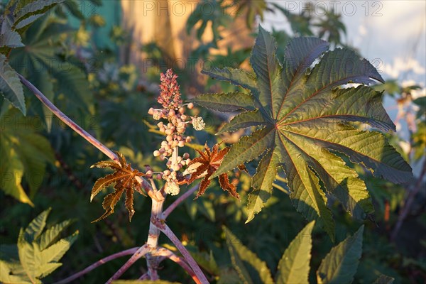 Castor bean