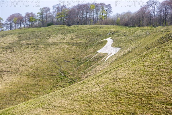 Chalk scarp slope with white horse figure