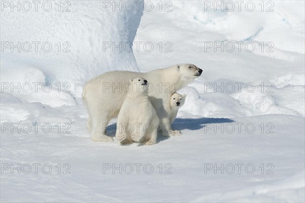 Polar bear