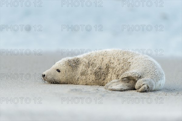 Grey Seal