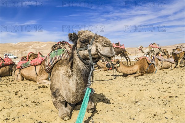 Camels as mounts resting in the Negev Desert