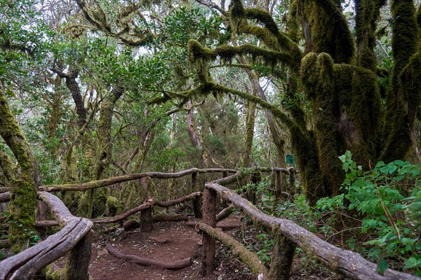 Hiking trail in the laurel forest near Las Creces