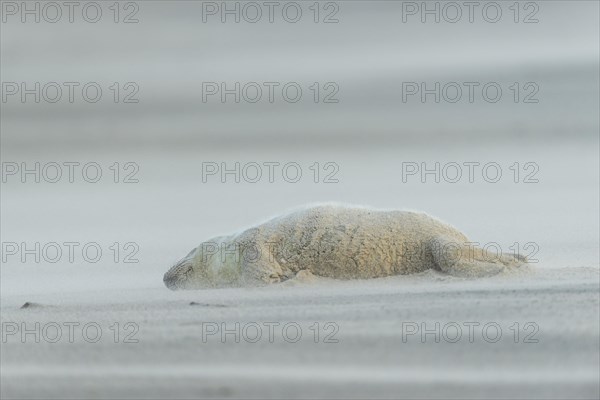 Grey Seal