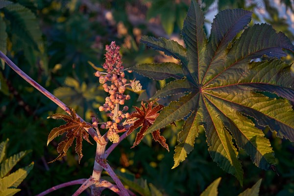 Castor bean