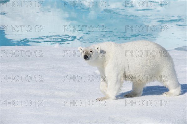 Polar bear