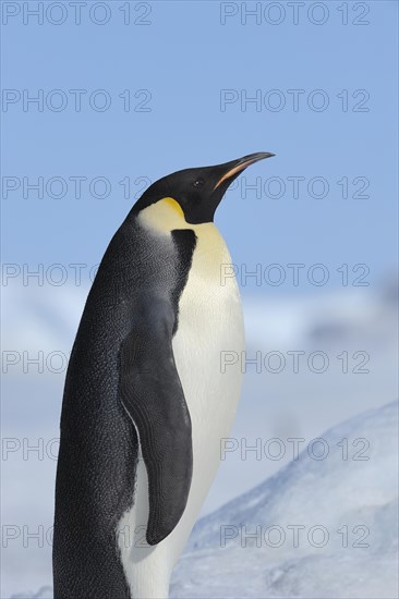 Emperor penguins