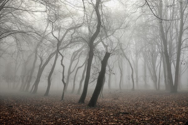 Mystical forest