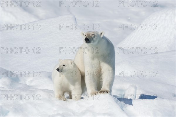 Polar bear