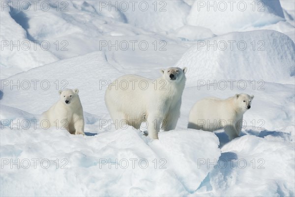 Polar bear