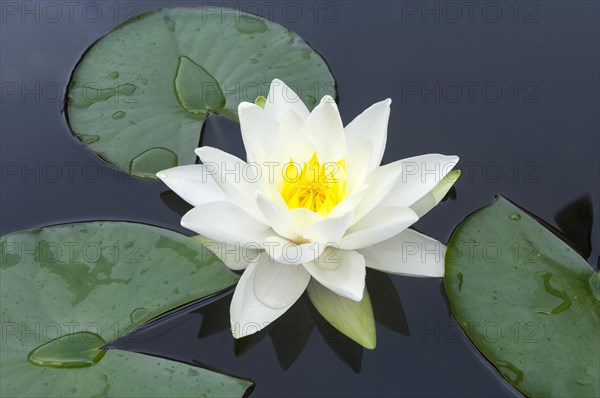 Flowering european white water lily