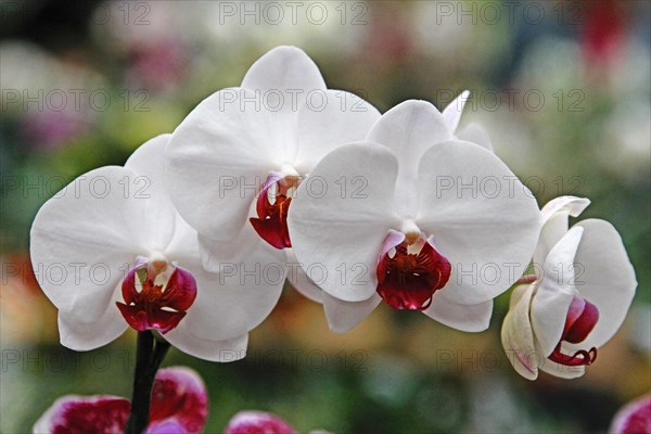 Phalaenopsis