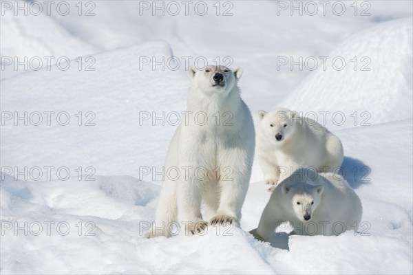 Polar bear