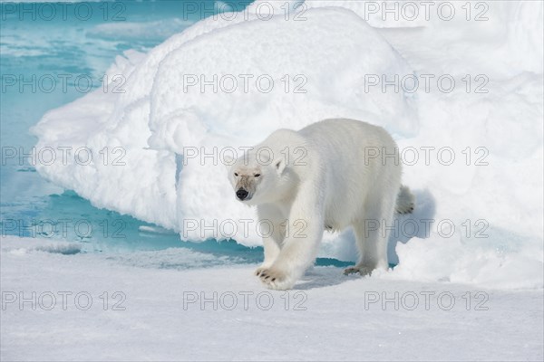 Polar bear