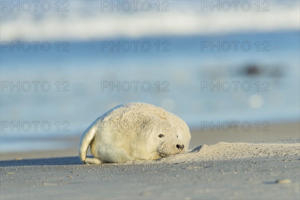 Grey Seal