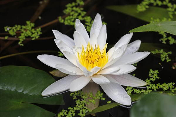 Water lily blossom