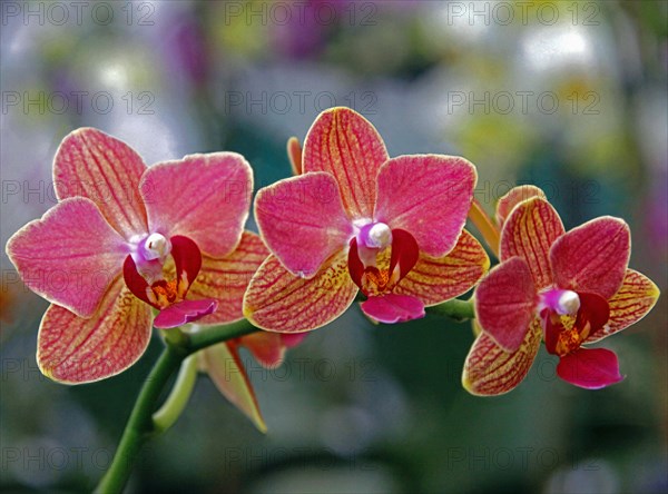 Phalaenopsis