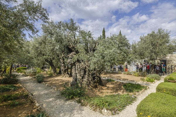 Olive trees