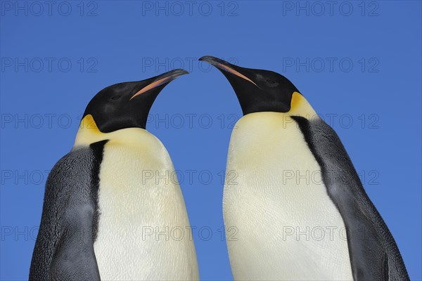 Emperor penguins