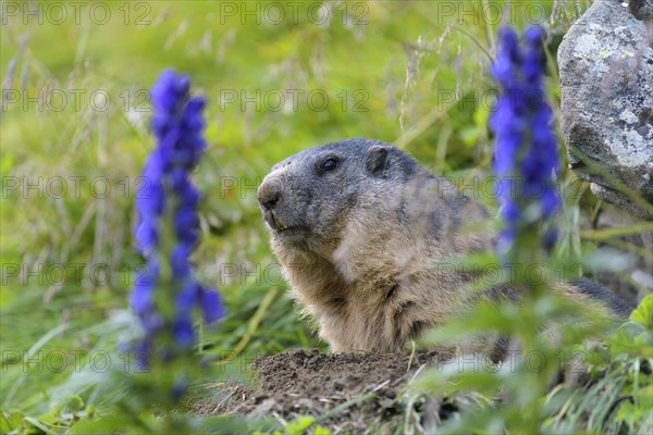 Alpine Marmot