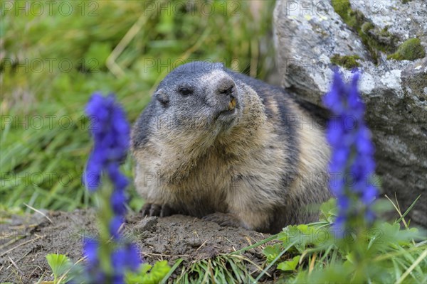 Alpine Marmot