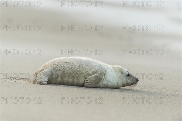 Grey Seal