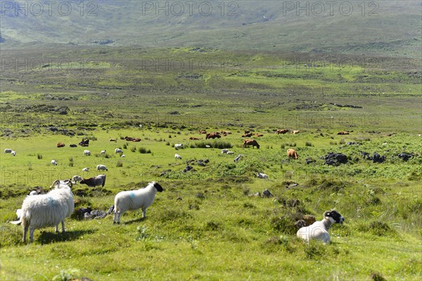 Aries domestic sheep