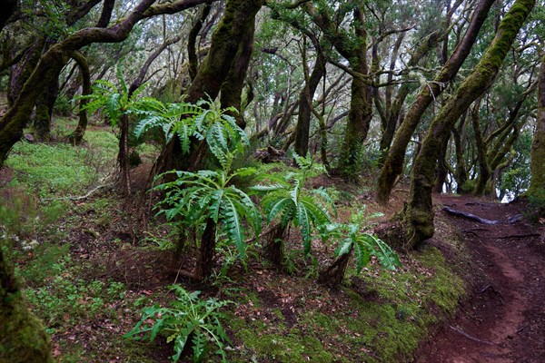 Hiking trail in the laurel forest near Las Creces