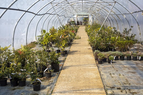 Potted shrubs growing inside poly-tunnel garden centre greenhouse