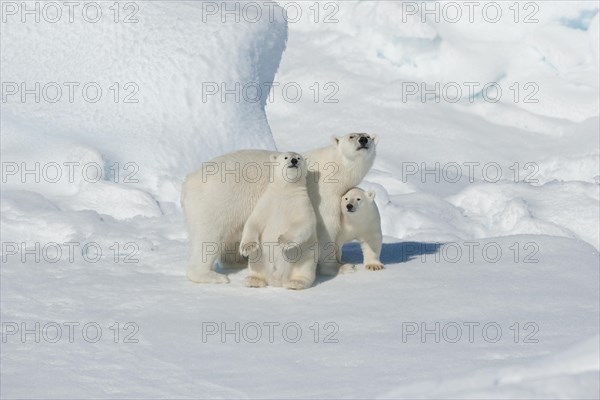 Polar bear