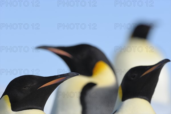 Emperor penguins