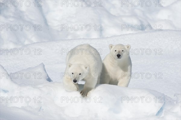 Polar bear