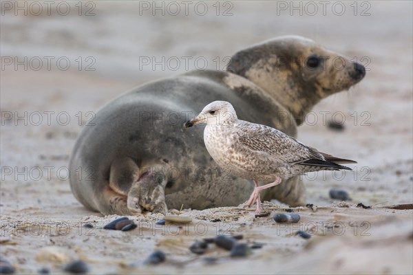 Grey Seal