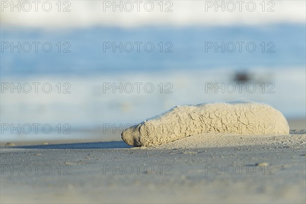 Grey Seal