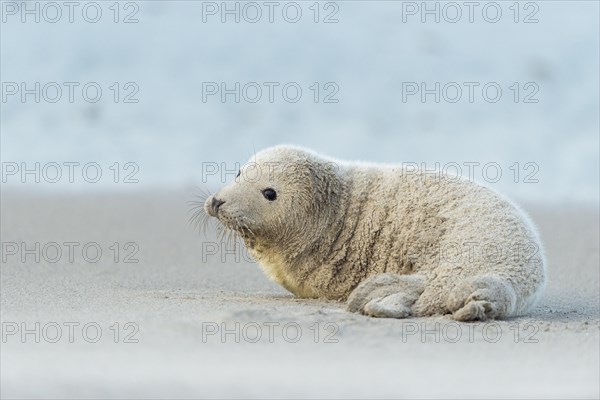 Grey Seal