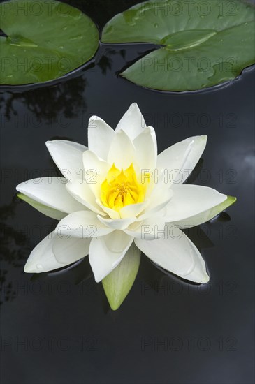 Flowering european white water lily