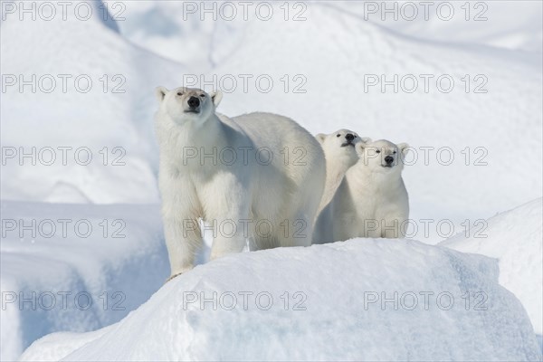 Polar bear