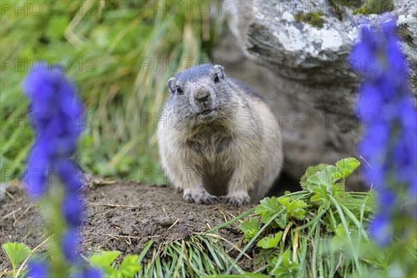 Alpine Marmot