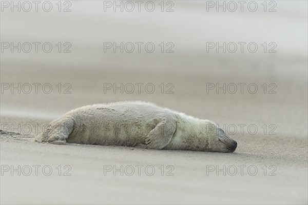 Grey Seal