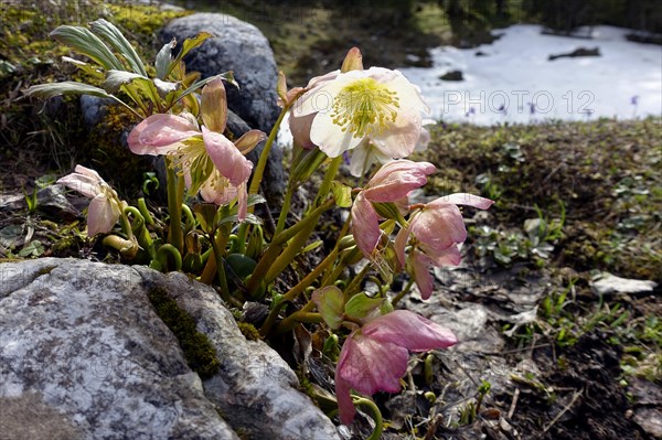 Christmas rose