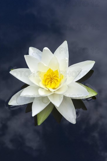 Flowering european white water lily