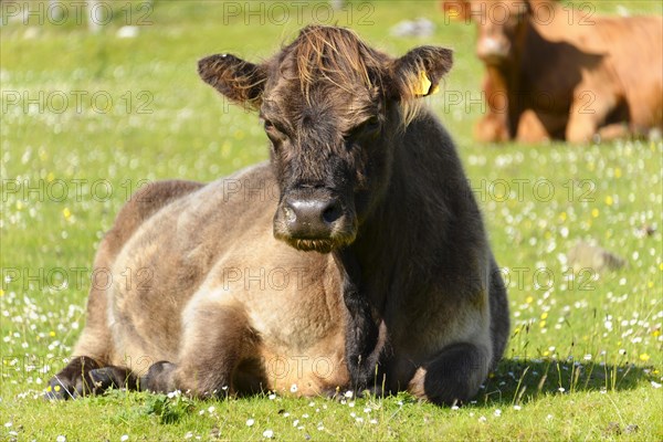 Scottish Highland domestic cattle