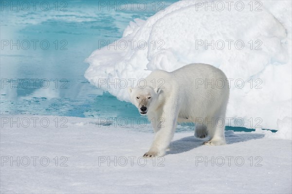 Polar bear