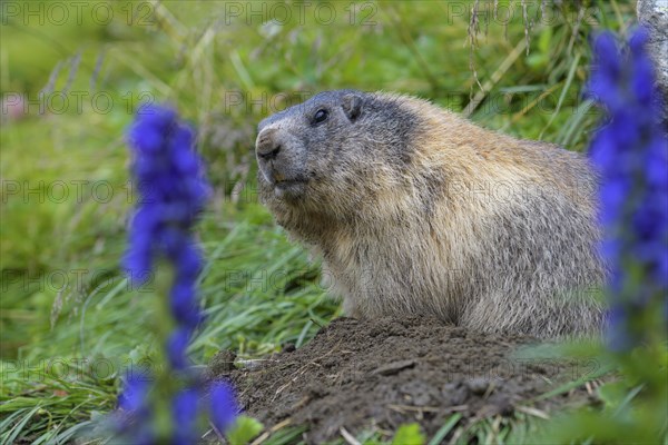 Alpine Marmot